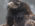 Wedge-tailed Eagle (Aquila Audax}