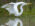 Great Egret (Ardea alba)