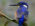 Azure Kingfisher (Ceyx azureus)