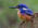 Azure Kingfisher (Ceyx azureus)