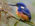 Azure Kingfisher (Ceyx azureus)